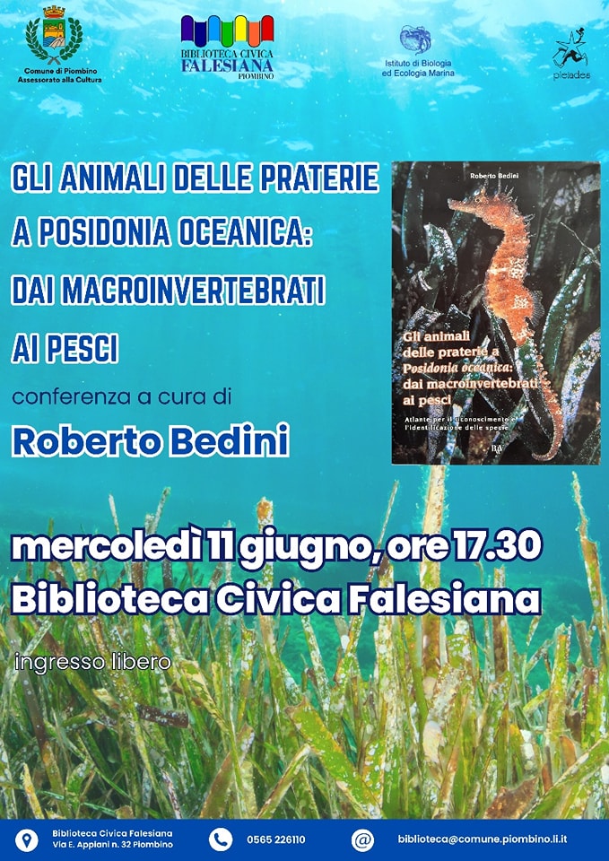 Gli animali delle praterie a Posidonia oceanica: dai macroinvertebrati ai pesci